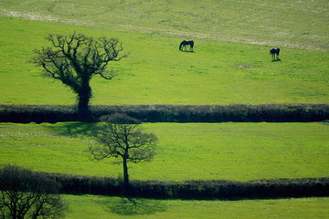Wall Mural - Horses graze on a farmland in East Devon AONB (Area of Outstanding Natural Beauty)