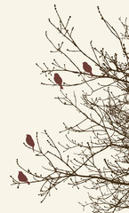 Wall Mural - birds on the tree branches in the springtime