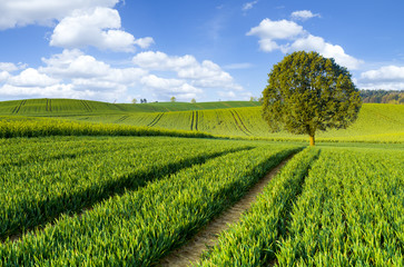 Green tree on a spring field