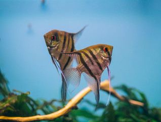 Wall Mural - Angelfish Pterophyllum scalare