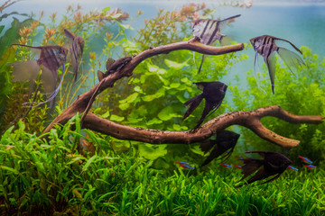 A green beautiful planted tropical freshwater aquarium with fishes