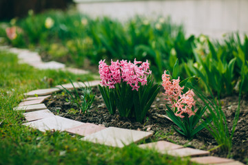 Fresh early spring pink hyacinth bulbs, grown in Land (garden), gladiolus and hyacinth. Flowerbed with hyacinths. Spring Soil