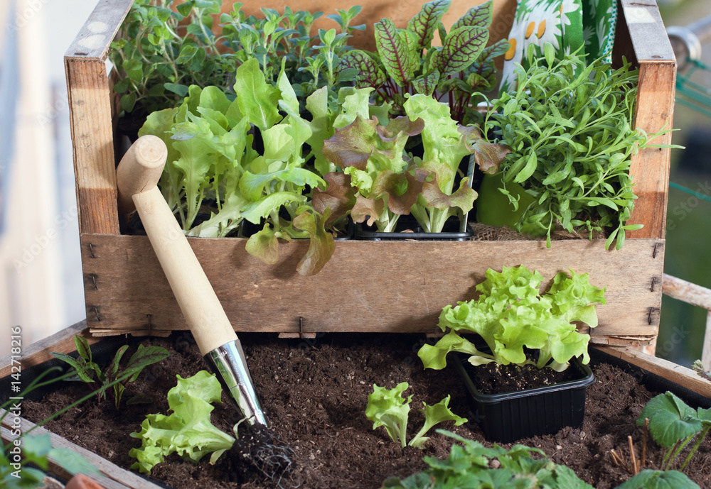 Pflücksalat und Kräuter im Hochbeet am Balkon anpflanzen Stock Photo