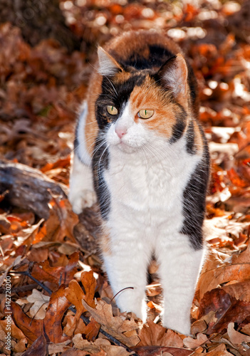 Fotografía Beautiful calico cat in autumn leaves, back lit by beam of sunlight