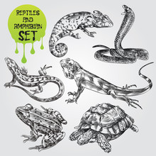 Set Of Hand Drawn Reptiles And Amphibian Isolated On White Background. Chameleon, Frog, Snake, Lizart, Turtle In Sketch Style. Retro Hand-drawn Reptiles And Amphibian Vector Illustration.