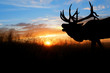 A bugling bull elk against a sunset