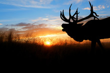 A Bugling Bull Elk Against A Sunset