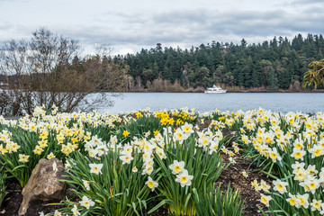 lake washington daffodils 2