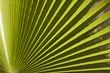 © MISHELLA - Texture of palm leaves in natural light