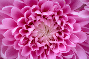 Pretty pink flower petals abstract image. Close up horizontal full frame . 