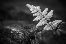 The Lonely Polypody BW