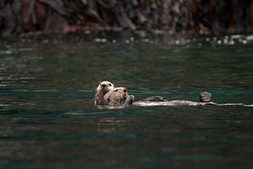 Wall Mural - sea otter , enhydra lutris, alaska