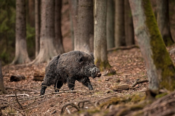 Wall Mural - wild boar, sus scrofa, czech republic