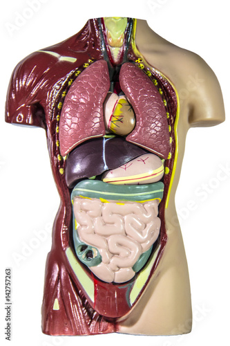 Naklejka - mata magnetyczna na lodówkę Anatomia człowieka