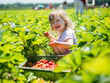 Girl picking ripe strawberries in a field