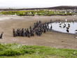 flock of Magellanic Penguin, Spheniscus magellanicus, Sea Lion Island, Falkland Islands / Malvinas