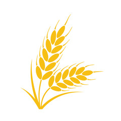 vector bunch of wheat or rye ears with whole grain