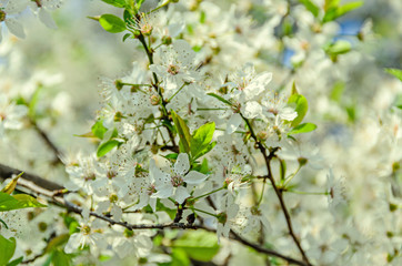  White flowers of Prunus cerasifera tree, cherry or  myrobalan plum, close up outdoor