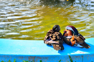 Birds and animals in wildlife. Amazing closeup view of brown mallard female duck on stone under sunlight with others swimming nearby in water of park river landscape.