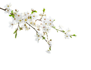 Cherry in blossom isolated on white  background.