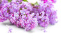 Lilac flowers bunch over blurred background