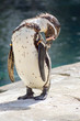 Humboldt Penguin Grooming