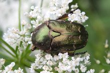 Cetonia Aurata Or Rose Chafer Beetle – Beautiful Green Bug
