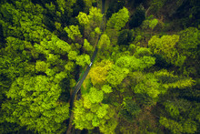 Top View At A Road In The Green Forest, Czech Republic