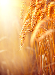 Wheat field. Ears of golden wheat closeup. Harvest concept