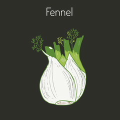 Wall Mural - Aromatic herbs collection - fennel