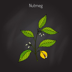 Wall Mural - Kitchen spices. Nutmeg