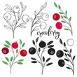 Cranberry.  Vector hand-drawn illustration on a white background. Collection of isolated  elements for design.