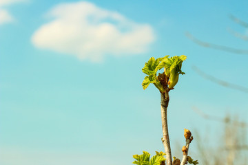 blossoming leaves in spring on a blue background