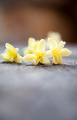 Sticker - Yellow hyacinth