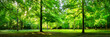 Grüne Wald Landschaft als Panorama im Sommer