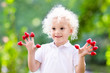 © famveldman - Child picking and eating raspberry in summer