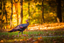 Fall Turkey