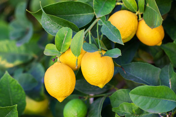 Lemon