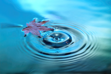 Wall Mural - Red marple leave on water surface, rings from water drops. Fall background image