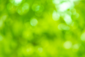 Wall Mural - green blurred background and sunlight, spring season.