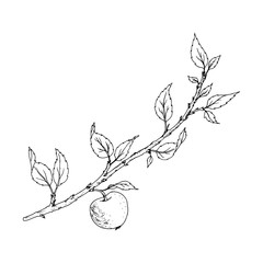 tree branch with leaves and apple