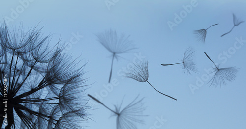 Dandelion silhouette fluffy flower on blue sunset sky