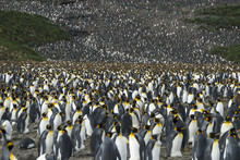 King Penguins Colony At South Georgia