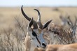 © Luise - Gazelle