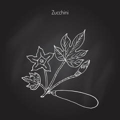 Poster - Zucchini food plant