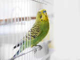 Fototapeta Tulipany - Green wavy parrot is sitting on a white cage. The parrot looks out of the cage.