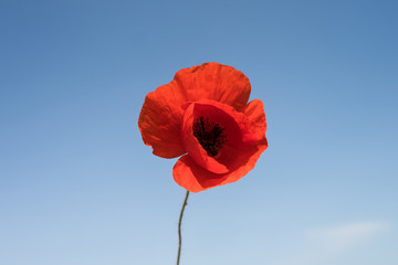 Wall Mural - Poppy flower