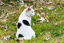 Black White Cat Sitting On The Meadow And Watching Birds