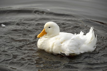 Close Up Image Of A White Goose Shaking Off Water Droplets While Preening And Bathing.