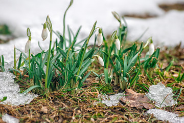 Poster - blooming snowdrops in the spring